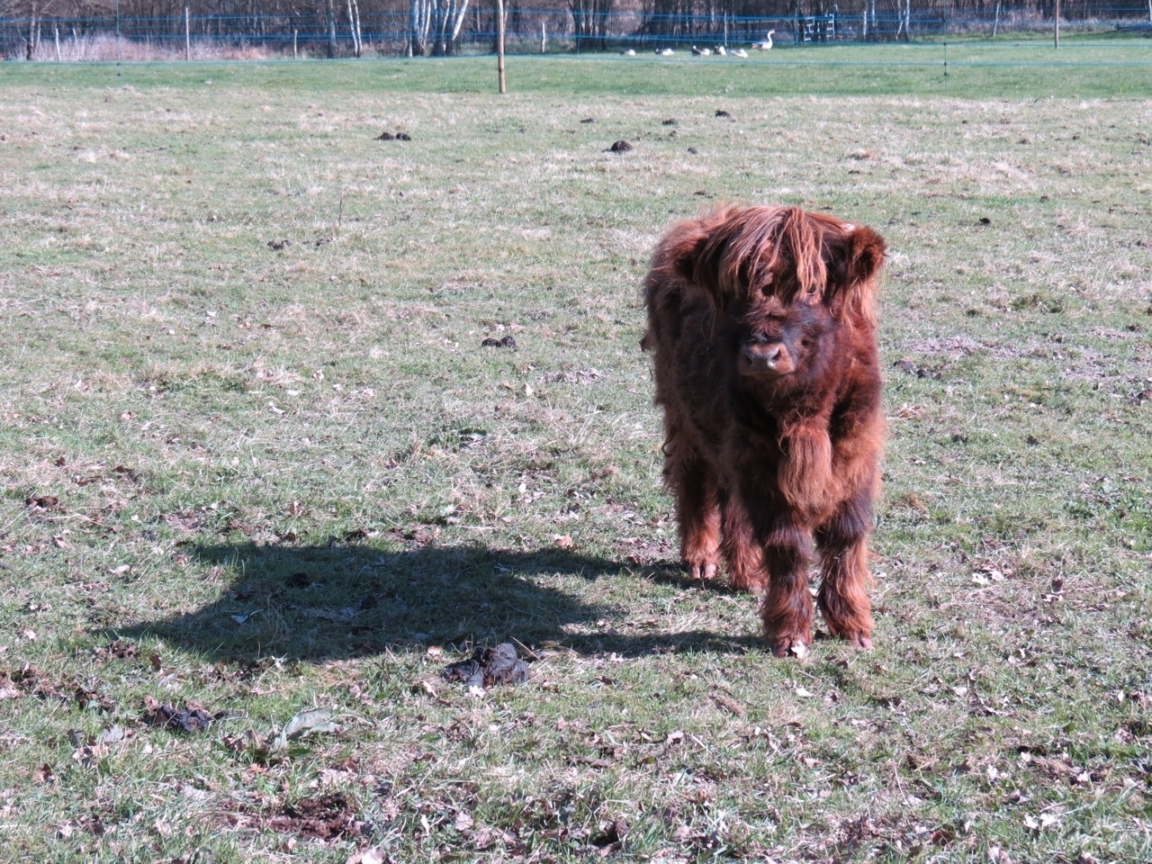 2012 04 21 Ornitho à Gambaiseuil 14